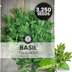 Tulsi Holy Basil Live Plant $5.99